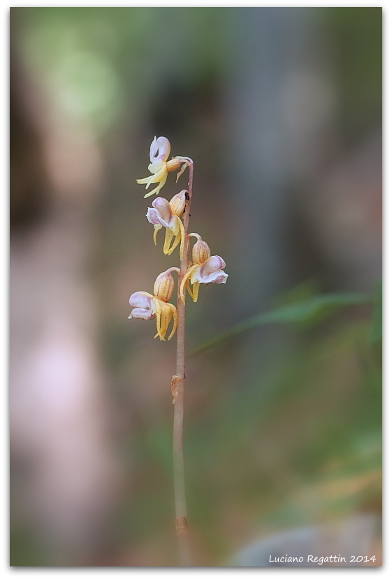 Epipogium aphyllum