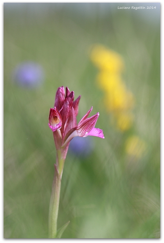 Anacamptis papilionacea e altro