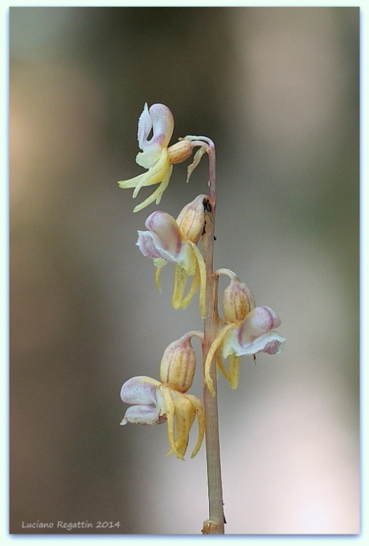 Epipogium aphyllum