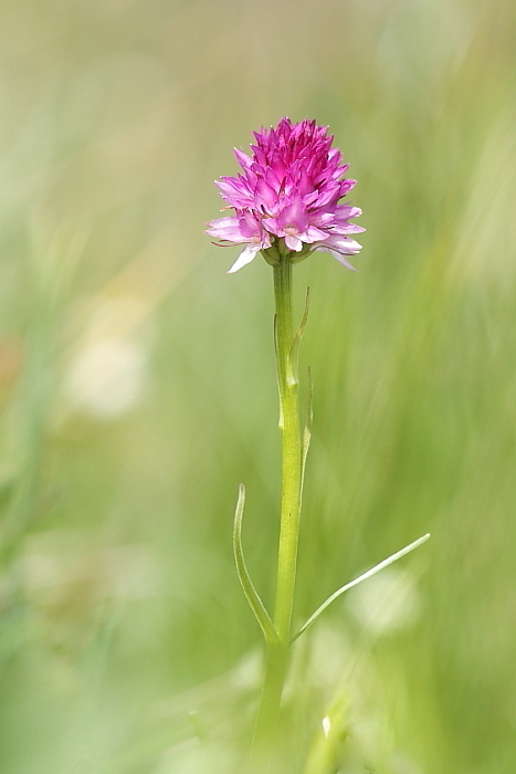 Nigritella lithopolitanica e altro