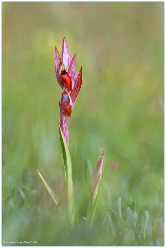 Serapias vomeracea / Serapide maggiore