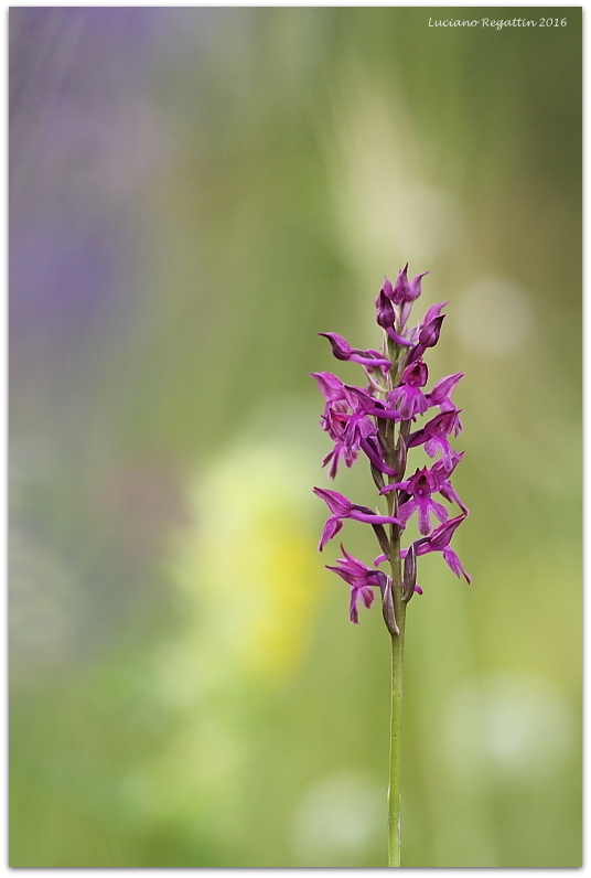 Anacamptis xsimorrensis (coriophora fragrans x pyramidalis)