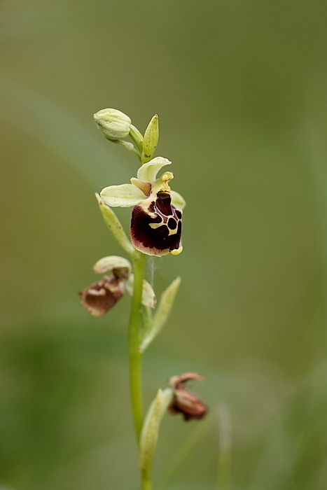 Ophrys holosericea a luglio