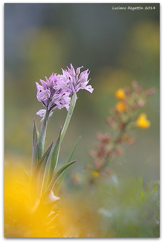 Anacamptis papilionacea e altro