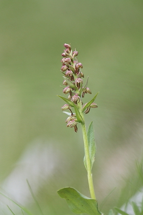 Nigritella lithopolitanica e altro