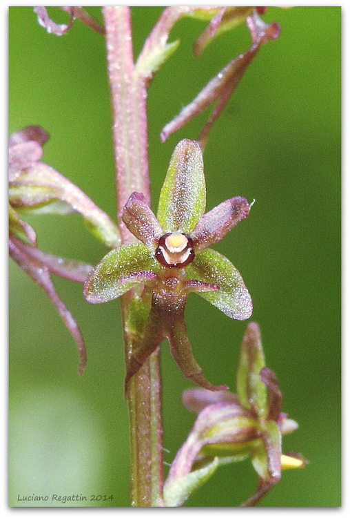 Piccole orchidee dalla Val Pesarina (Friuli)