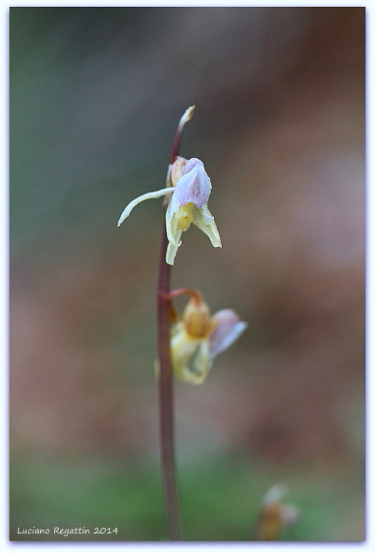 Epipogium aphyllum