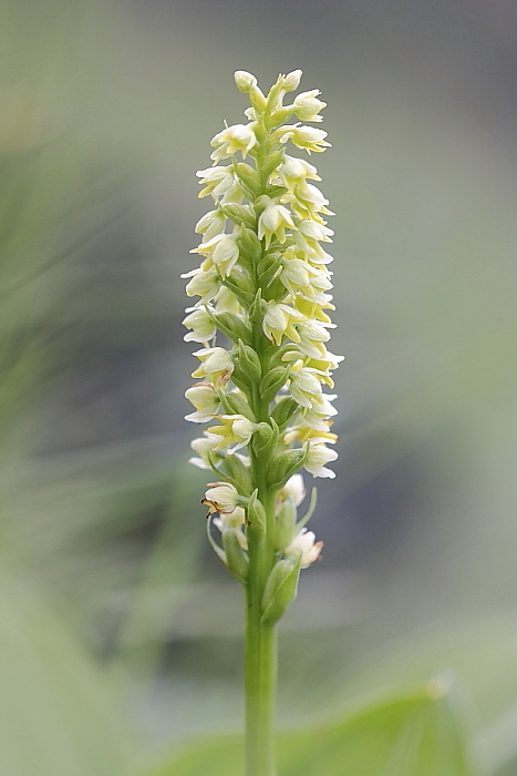 Nigritella lithopolitanica e altro