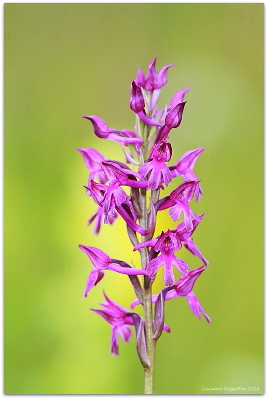 Anacamptis xsimorrensis (coriophora fragrans x pyramidalis)