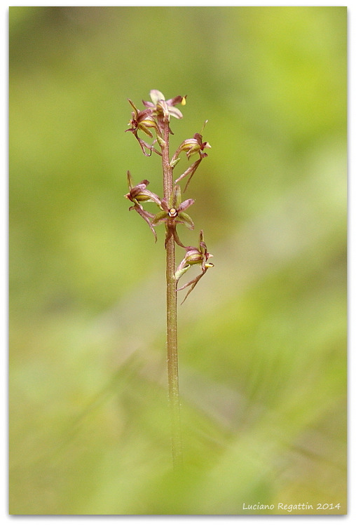 Piccole orchidee dalla Val Pesarina (Friuli)