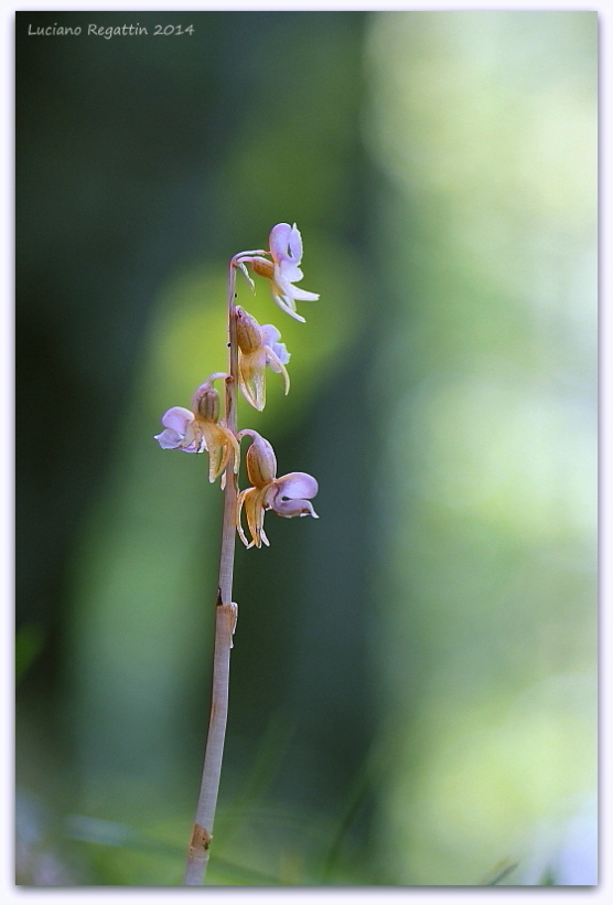 Epipogium aphyllum