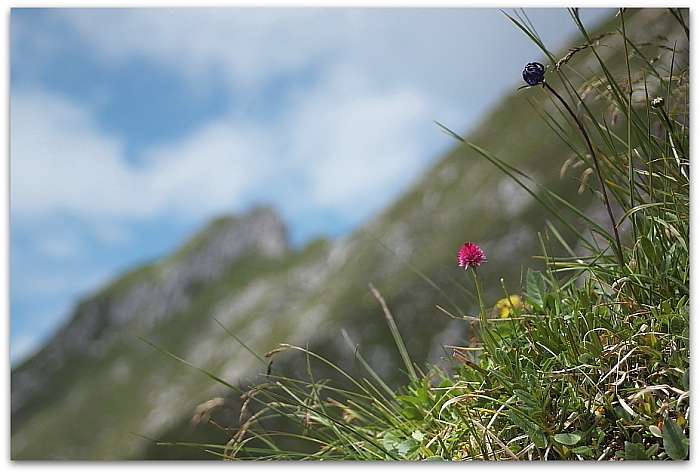 Nigritella lithopolitanica e altro