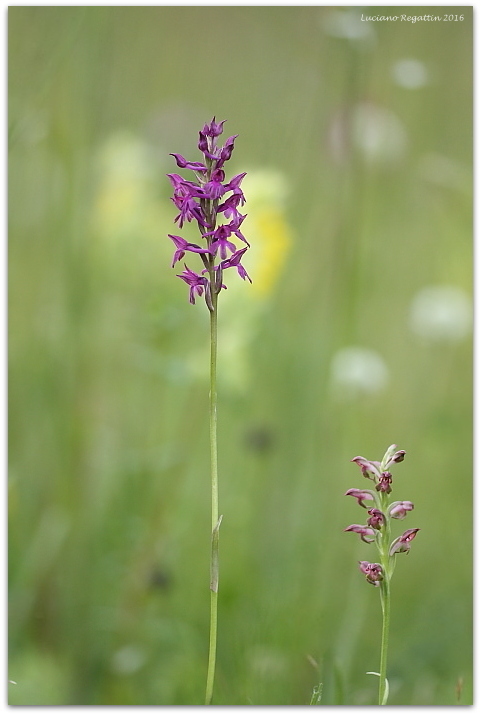 Anacamptis coriophora e ibrido con pyramidalis