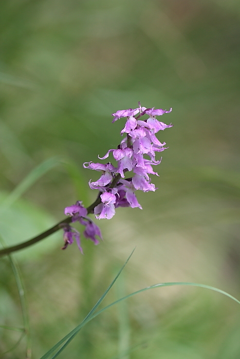 Nigritella lithopolitanica e altro