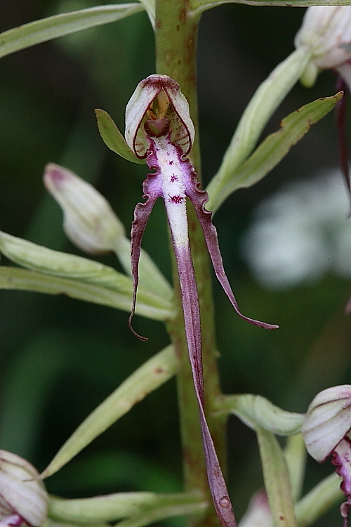 Himantoglossum adriaticum prov. Ud