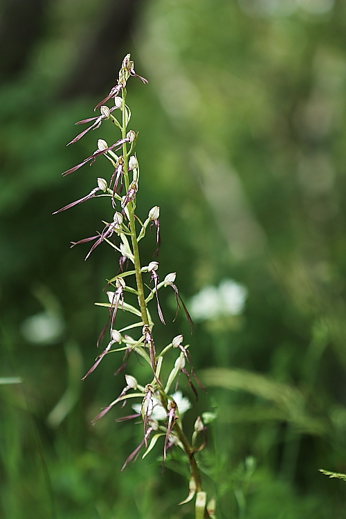 Himantoglossum adriaticum prov. Ud