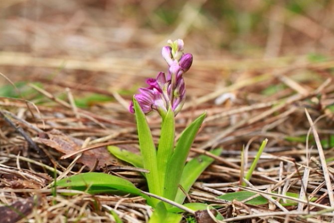 Anacamptis morio fiorita in gennaio