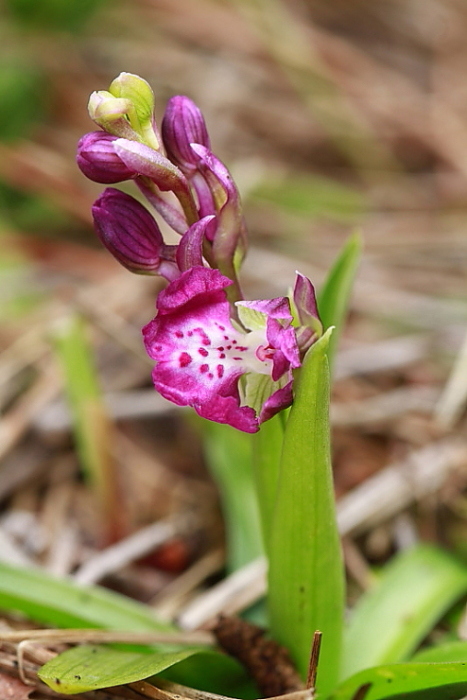 Anacamptis morio fiorita in gennaio