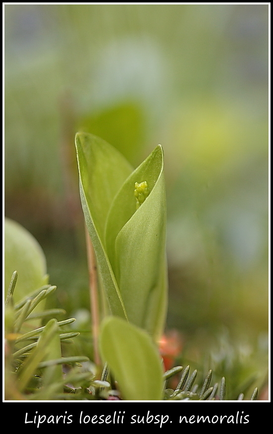 Orchidee dall''alto Friuli