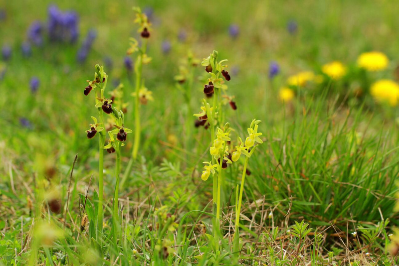 Ophrys sphegodes chlorantha