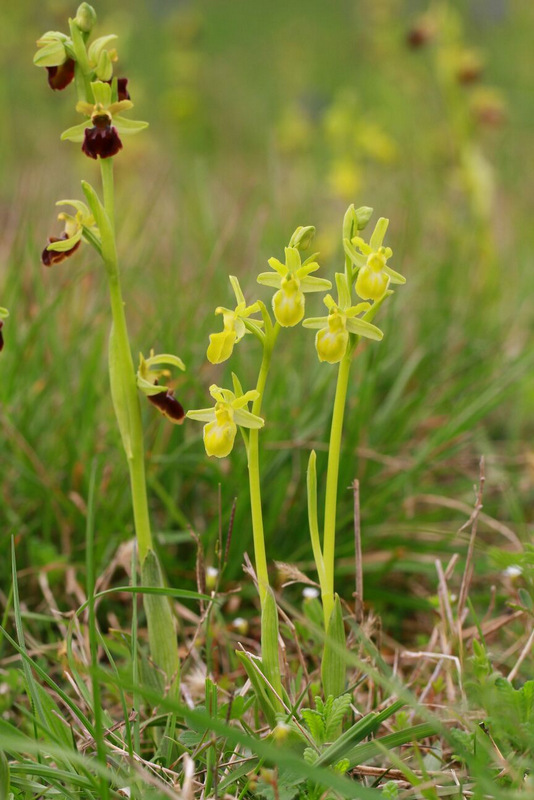 Ophrys sphegodes chlorantha