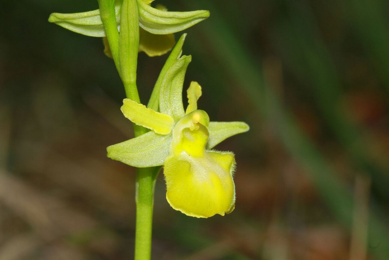 Ophrys sphegodes chlorantha