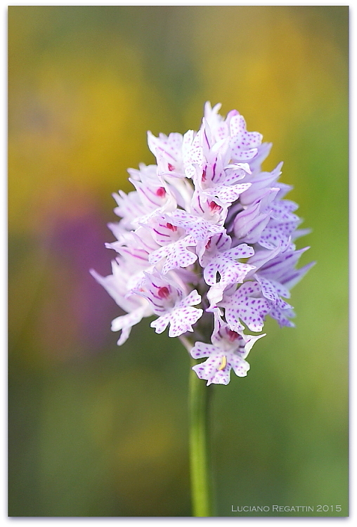 Ibrido Orchis pallens x mascula speciosa e varie