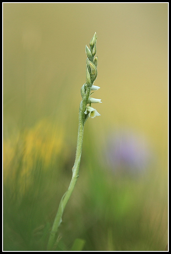 Spiranthes spiralis