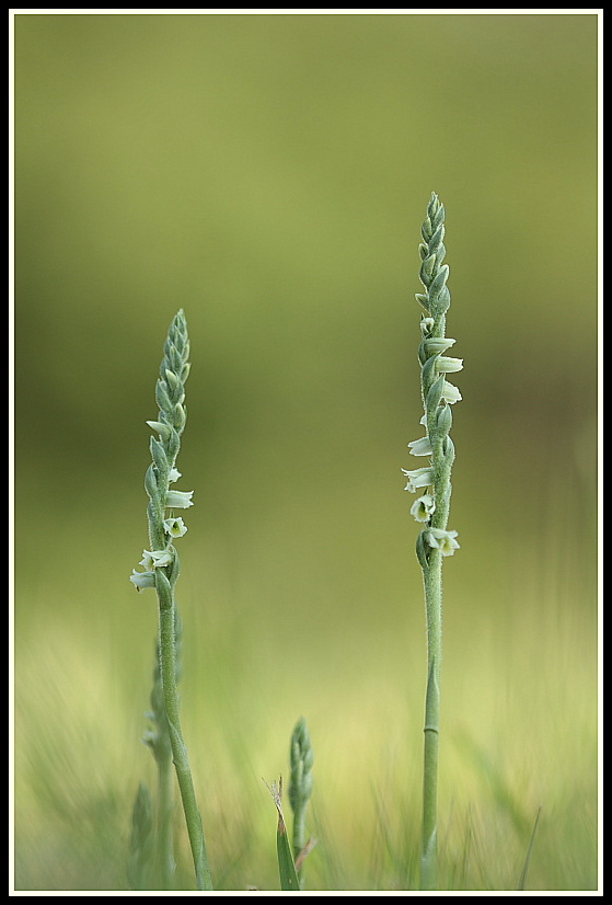 Spiranthes spiralis