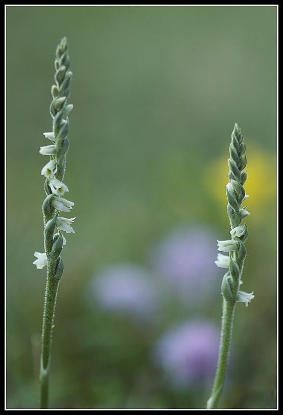 Spiranthes spiralis