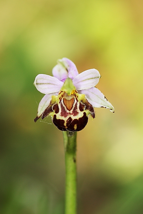 Ophrys apifera var. botteronii