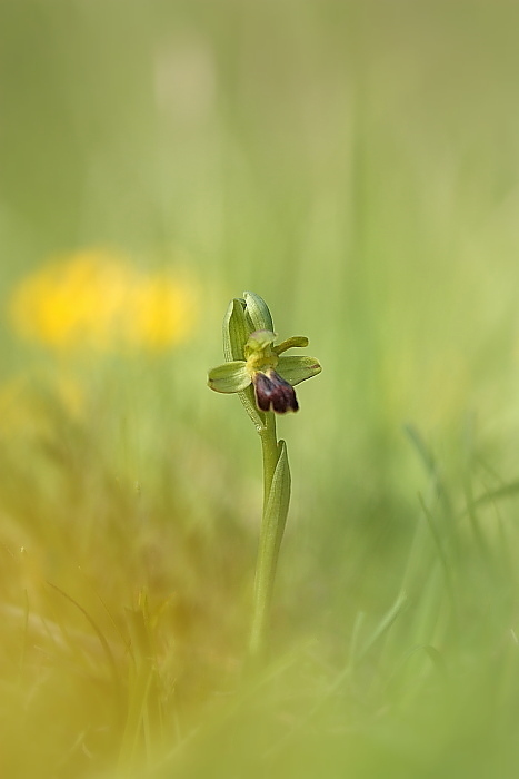 Ophrys fusca funerea e altro...