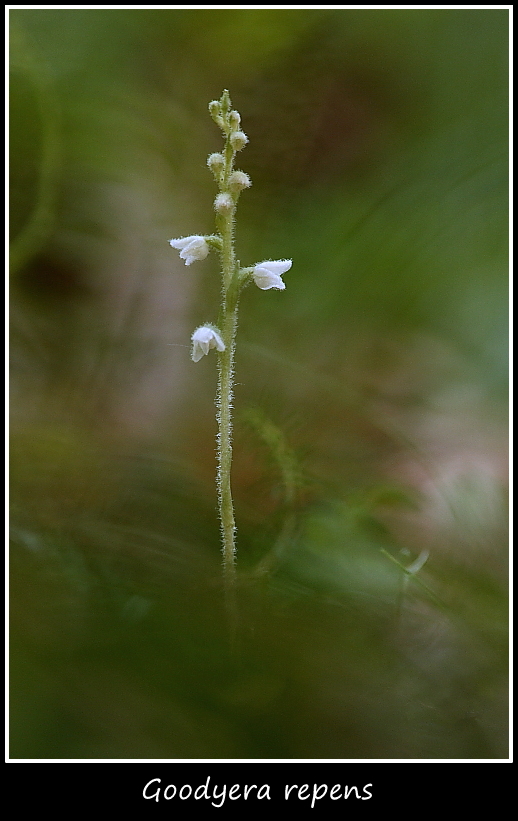 Goodyera repens