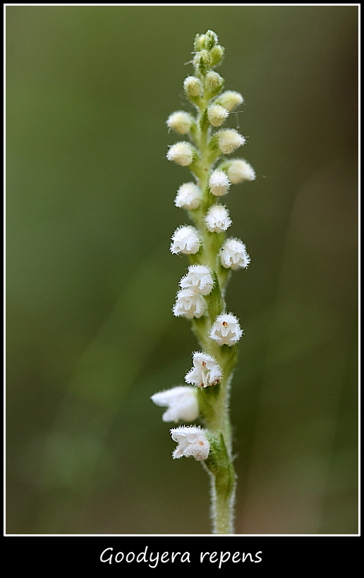 Goodyera repens