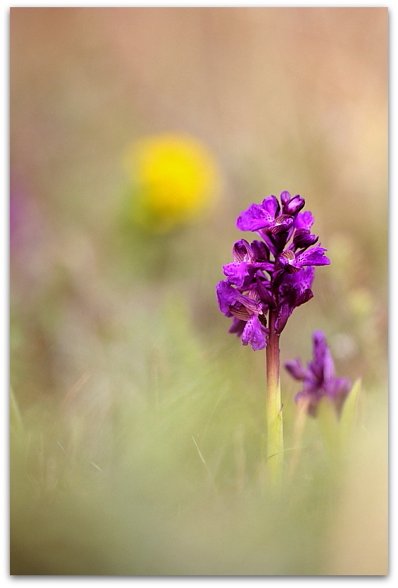 Anacamptis morio e Ophrys sphegodes