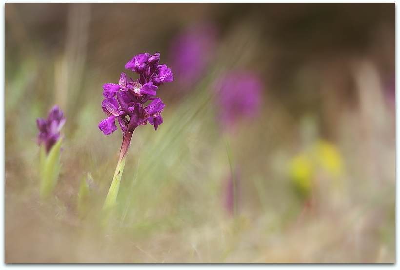 Anacamptis morio e Ophrys sphegodes