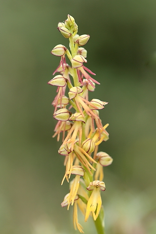 orchidee da Premantura e dintorni (Istria)