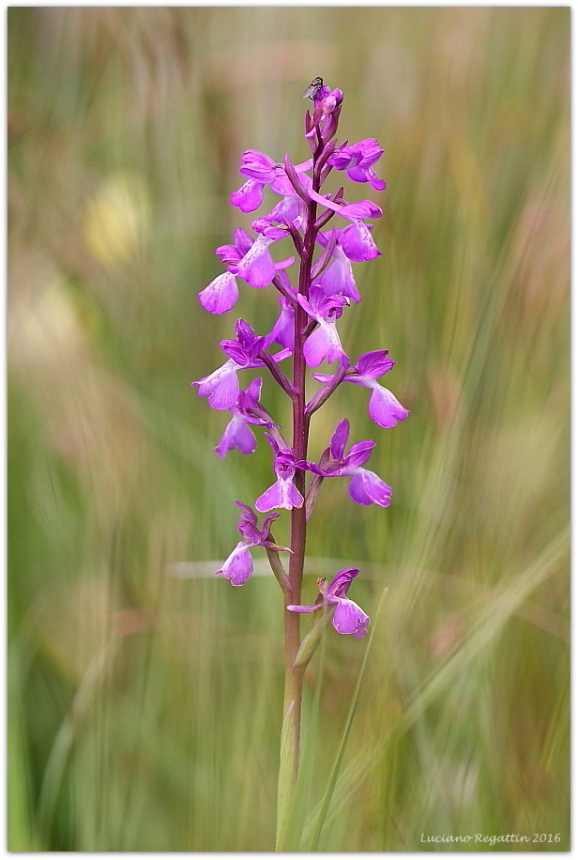 Anacamptis palustris / Orchide palustre