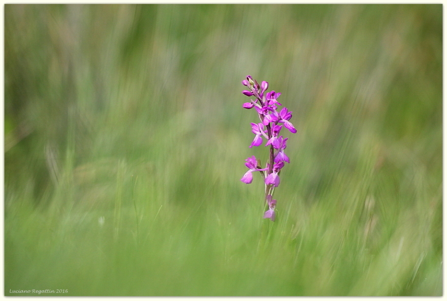 Anacamptis palustris / Orchide palustre