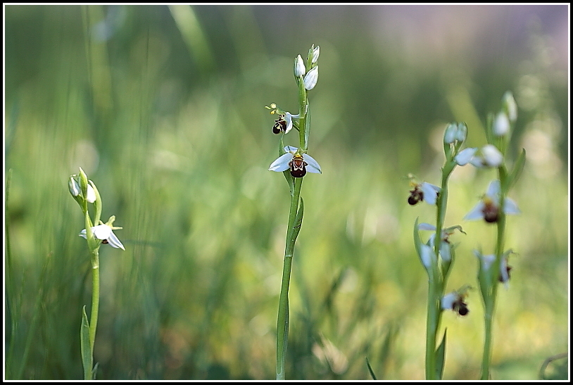 Ophrys apifera