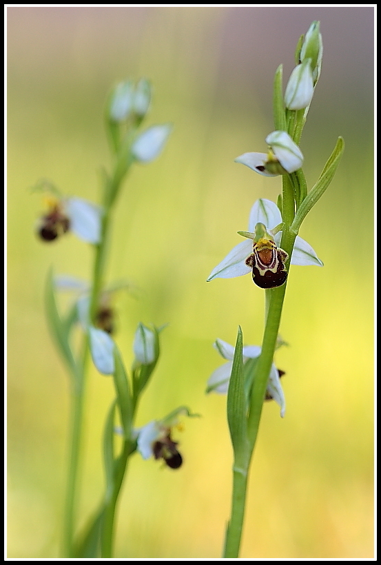 Ophrys apifera