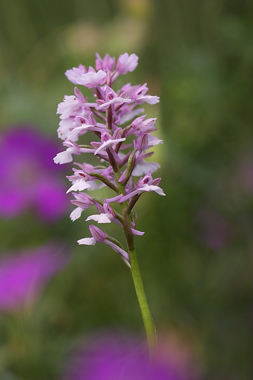 Anacamptis xlaniccae (morio x pyramidalis)