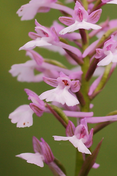 Anacamptis xlaniccae (morio x pyramidalis)