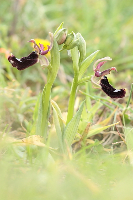 orchidee da Premantura e dintorni (Istria)