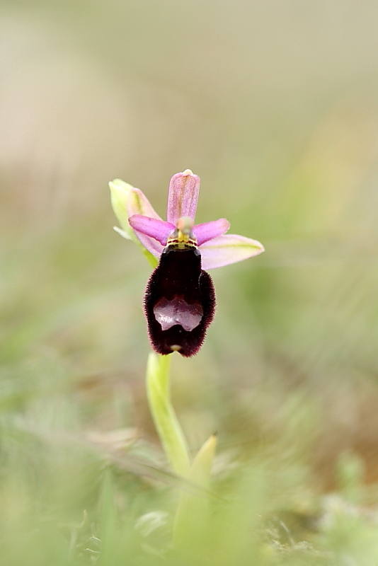 orchidee da Premantura e dintorni (Istria)