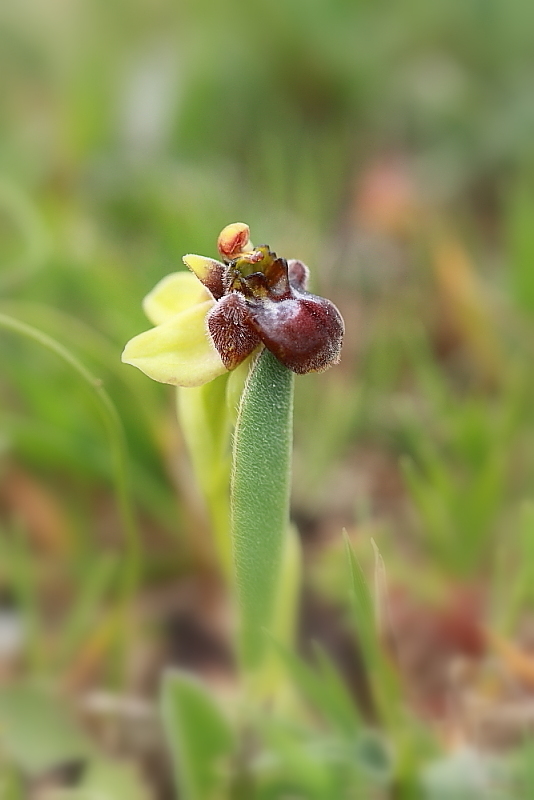 orchidee da Premantura e dintorni (Istria)