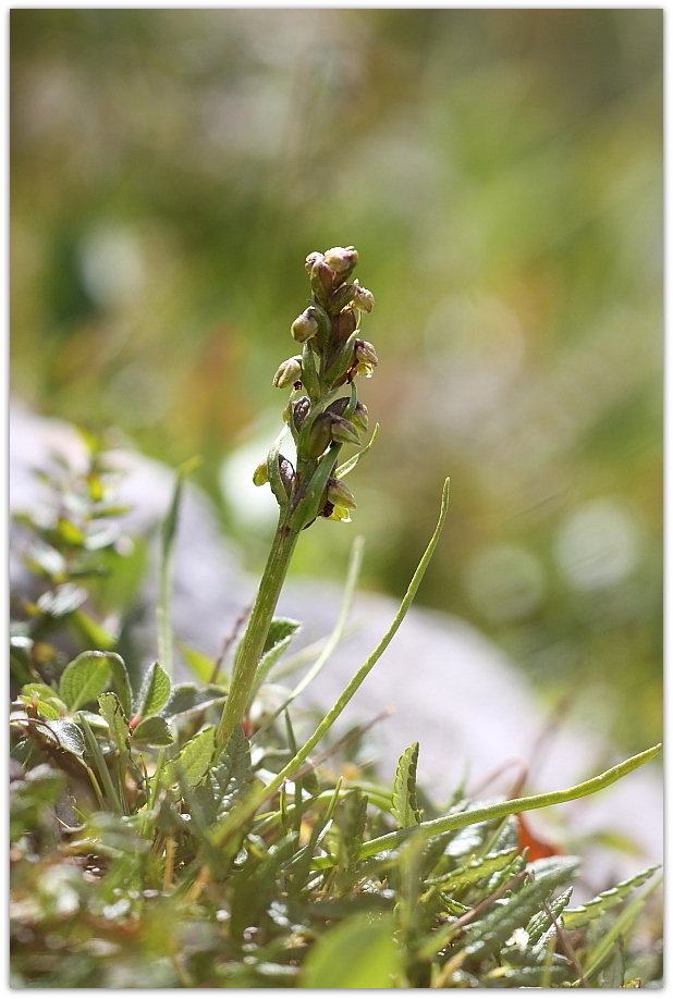 Chamorchis alpina e altro, Alpi Carniche