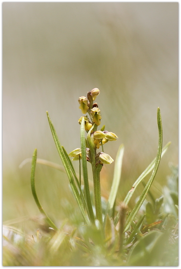 Chamorchis alpina e altro, Alpi Carniche