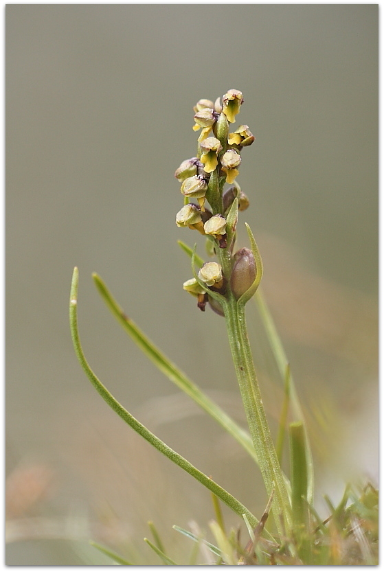 Chamorchis alpina e altro, Alpi Carniche