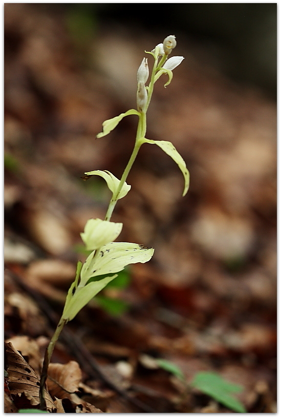 Orchidee dalla Carniche